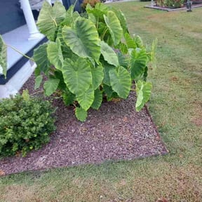 Flower Bed Weeding by Webb's Lawn Art reviewed on July 11, 2022