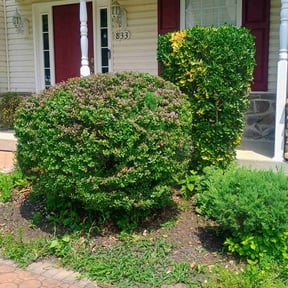 Bush Trimming by Yard Boss Lawn & Landscape LLC reviewed on July 6, 2022