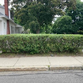 Bush Trimming by Michael W Knopick reviewed on April 22, 2022