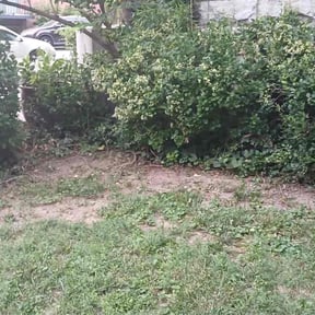 Flower Bed Weeding by DeShawn's Lawn Care reviewed on June 4, 2022