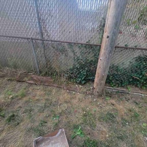Bush Trimming by Morel Lawn & tree service reviewed on June 1, 2022