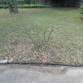 Bush Trimming by CTRL SPC LLC reviewed on August 25, 2021