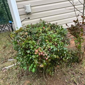 Bush Trimming by Pineda landscaping reviewed on June 27, 2022