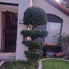 Bush Trimming by Maciel Landscaping reviewed on March 28, 2025