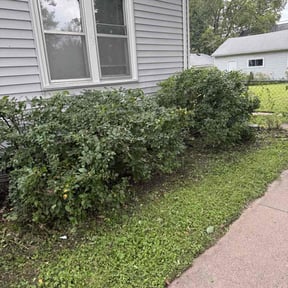 Bush Trimming by LSLTDallas/FortWorthTruGreen reviewed on April 25, 2024