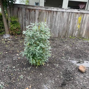 Bush Trimming by Wolfe's Lawn and Landscape reviewed on May 20, 2022