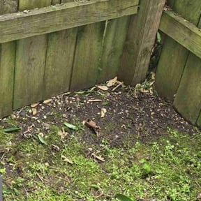 Leaf Removal by Dem Boyz N Girlz Lawn Services reviewed on May 30, 2025