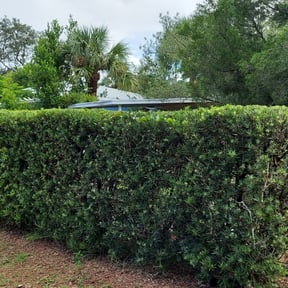 Bush Trimming by LSLTDallas/FortWorthTruGreen reviewed on August 8, 2024