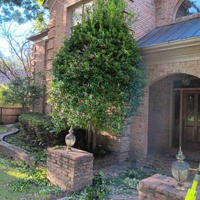 Bush Trimming by Mills Landscaping reviewed on June 28, 2022