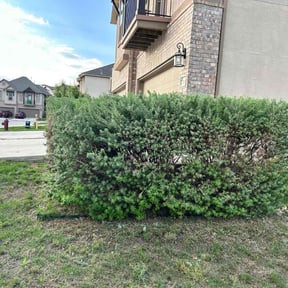 Bush Trimming by Nicuts landscape reviewed on April 22, 2025