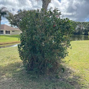 Bush Trimming by McGregor's landscaping reviewed on July 31, 2022