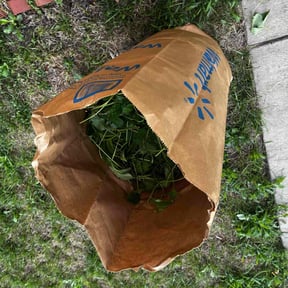 Bush Trimming by Carbon Dioxide Recyclers reviewed on July 29, 2022