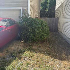 Bush Trimming by Mama maintenance reviewed on June 21, 2022