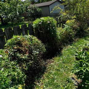 Bush Trimming by Mow N' Trims reviewed on June 30, 2022