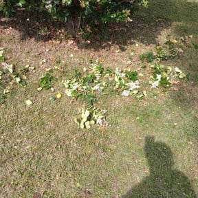 Bush Trimming by Active Lawn Care & Landscapes reviewed on March 18, 2025