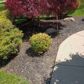 Bush Trimming by Wright Now Landscaping L.L.C reviewed on September 4, 2024