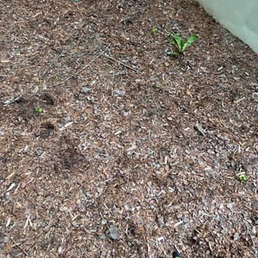 Flower Bed Weeding by Deanscapes reviewed on August 19, 2024