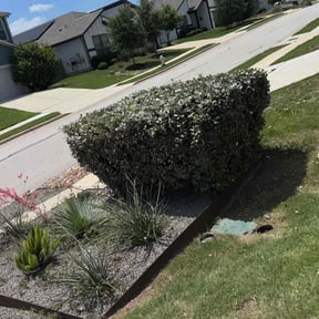 Bush Trimming by Fast accurate and cheap lawn service reviewed on May 14, 2022