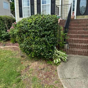 Bush Trimming by Cut'em UP Lawn Services reviewed on June 21, 2022