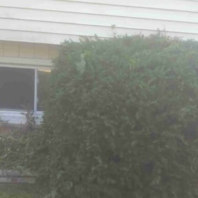 Bush Trimming by Your Way Lawn & Landscaping reviewed on April 7, 2022
