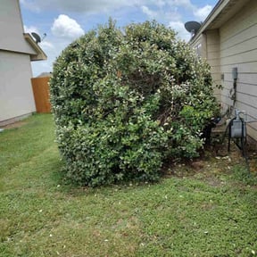 Bush Trimming by Ledesma landscape reviewed on October 15, 2022