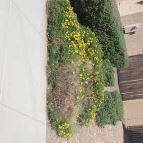 Bush Trimming by Lindsay’s lawncare reviewed on July 30, 2022