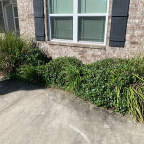 Bush Trimming by Greenleaf Premier LLC reviewed on June 2, 2025