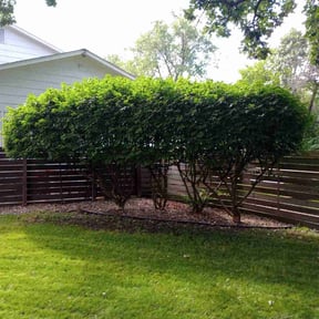 Bush Trimming by Olympus Outdoor Services reviewed on November 6, 2024