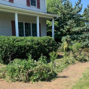 Bush Trimming by 66landscaping LLC reviewed on July 29, 2022