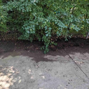 Leaf Removal by Marisol lawn care reviewed on March 22, 2022
