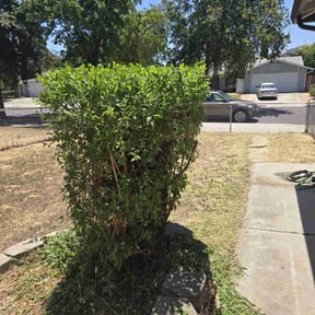 Bush Trimming by Kc Lawn service reviewed on August 12, 2023
