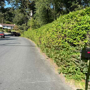 Bush Trimming by Clutch Driver Express LLC reviewed on April 9, 2025