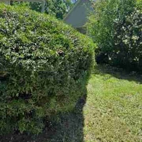 Bush Trimming by Gadsden lawncare reviewed on May 21, 2022