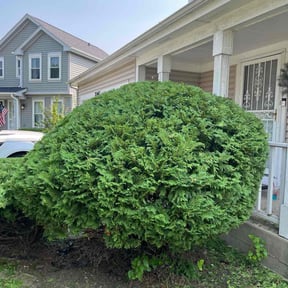 Bush Trimming by bjourklund landscaping reviewed on August 8, 2022