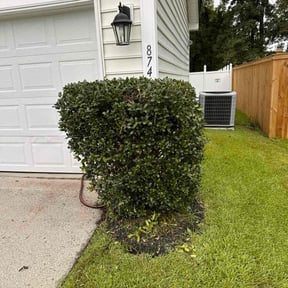 Bush Trimming by Loyal Landscaping reviewed on February 22, 2025