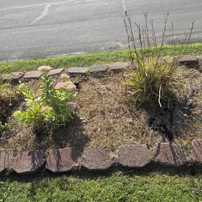 Flower Bed Weeding by Goldies Dynamics reviewed on October 10, 2022