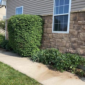 Bush Trimming by Mabin Lawn Service reviewed on January 4, 2025