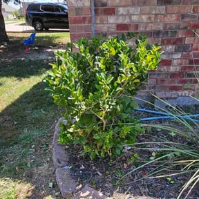 Bush Trimming by Jasun Creations reviewed on September 11, 2024