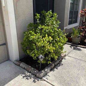 Flower Bed Weeding by BBCNP Services reviewed on August 28, 2024