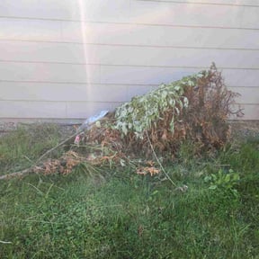 Cleanups by Willie's Mobile Lawn Services reviewed on April 18, 2022