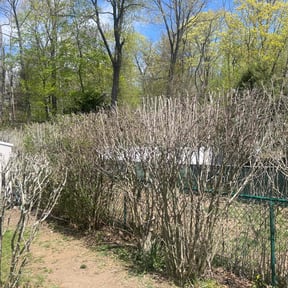 Bush Trimming by Willow Hill Landscaping & Lawn Care reviewed on November 22, 2021