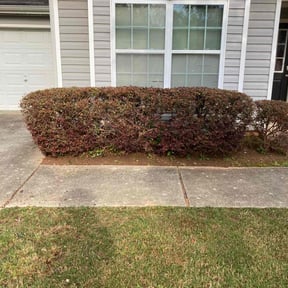 Bush Trimming by Pure Scapes Solutions LLC reviewed on July 6, 2025