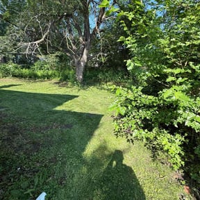 Cleanups by Melvin Lopez Lawn Doctor reviewed on June 2, 2022