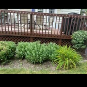 Bush Trimming by Ball Lawn Care LLC reviewed on June 21, 2022