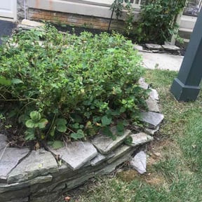 Bush Trimming by Midwest Ecoscapes reviewed on May 11, 2022