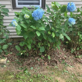 Bush Trimming by Shades of green reviewed on June 3, 2020