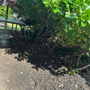 Leaf Removal by Supreme Home Services reviewed on July 26, 2022
