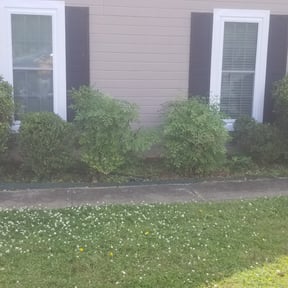 Bush Trimming by Kay lawn care reviewed on May 16, 2025