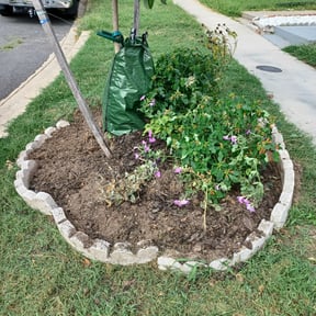 Weed Pulling by :) B.and.B :) reviewed on August 22, 2024