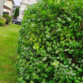 Bush Trimming by CharterLawnz reviewed on April 27, 2022